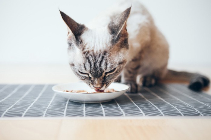 お皿からごはんを食べる猫