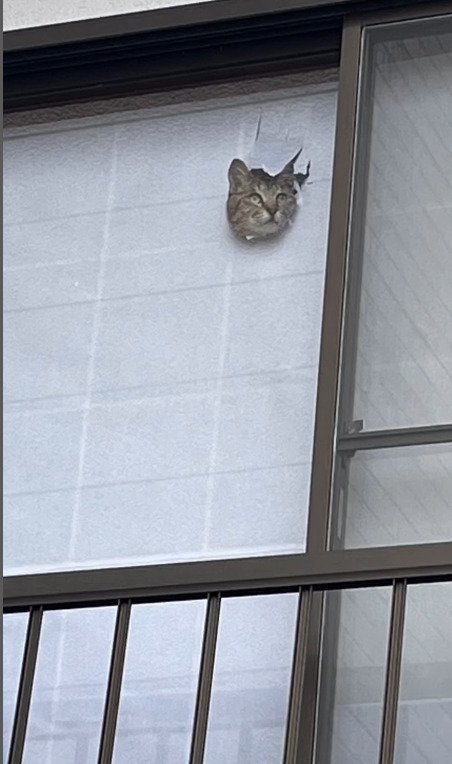 窓から遠くを見る猫