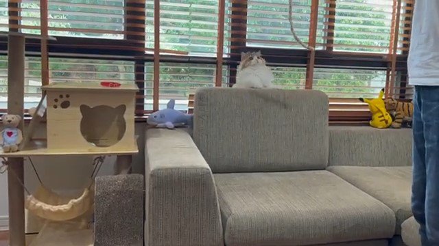 ソファの上でおもちゃを見上げる猫