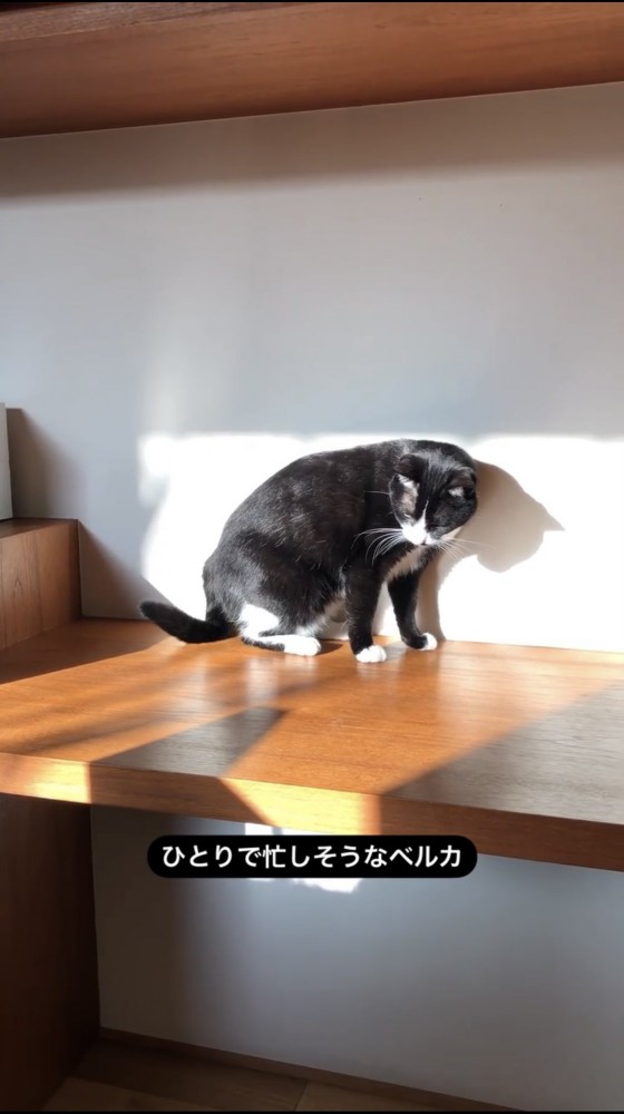 日向ぼっこする黒猫