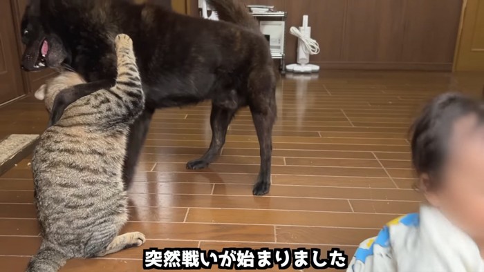 喧嘩する犬と猫