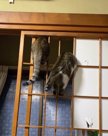障子枠に上る2匹の猫7