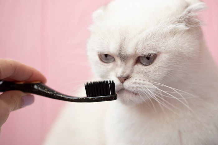 歯ブラシを見つめる猫