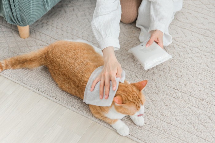 シャンプータオルで背中を拭かれる猫