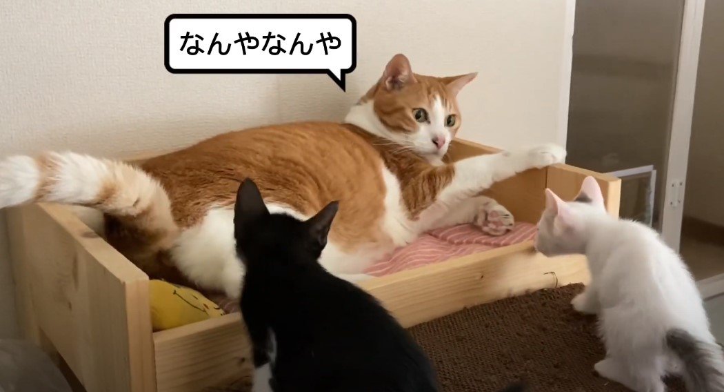 成猫の匂いを嗅ぐ子猫たち