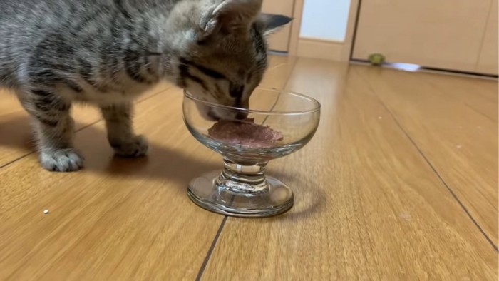 器に顔を入れる子猫