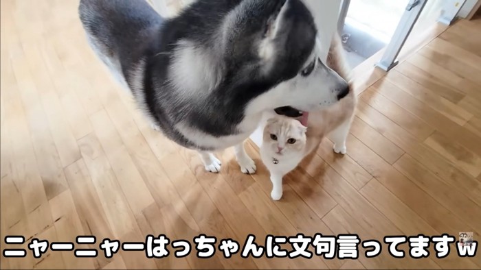 ハスキーと猫