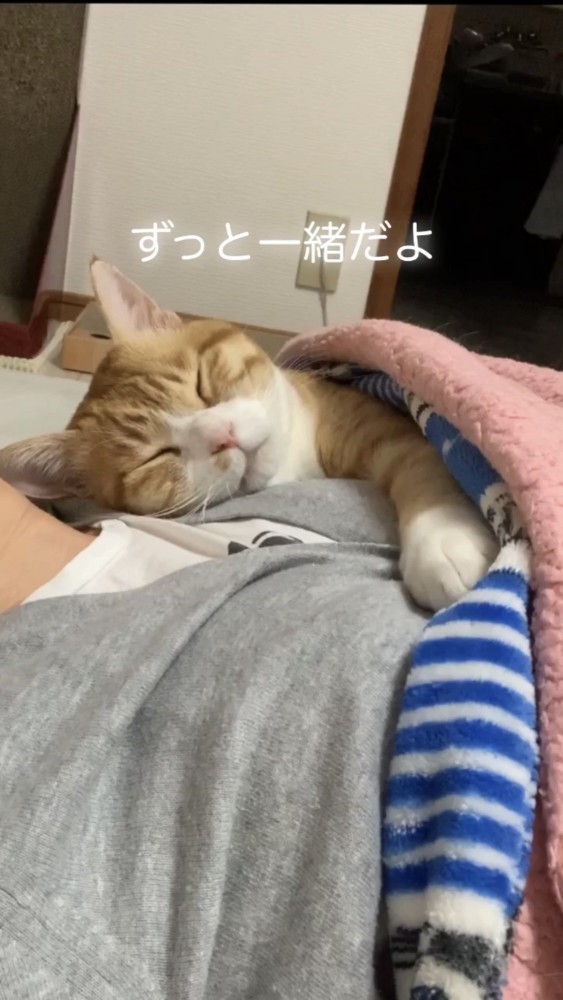 飼い主と添い寝をする猫