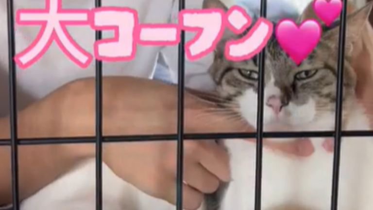 男性に撫でられている猫