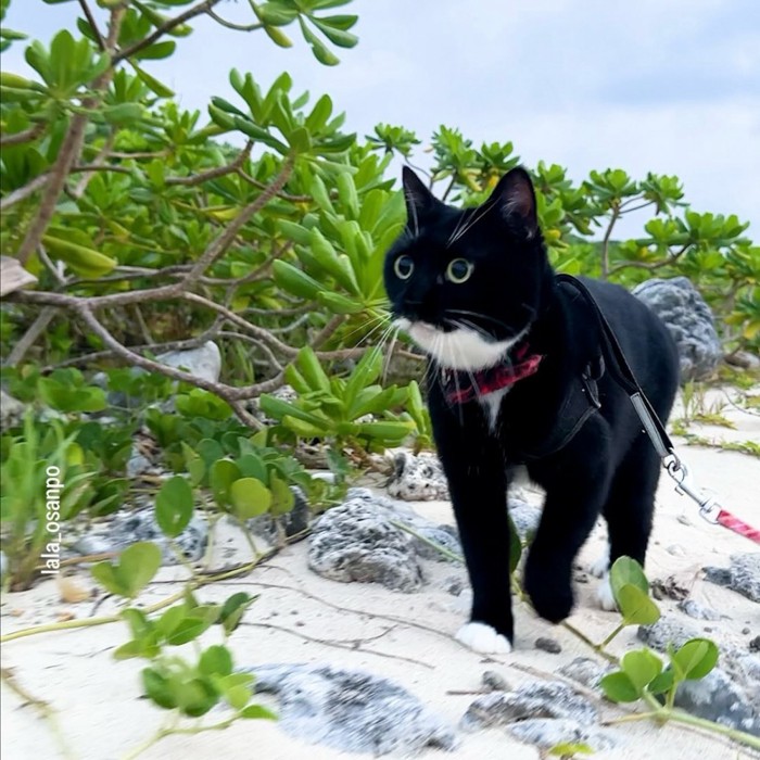 砂浜を歩く猫