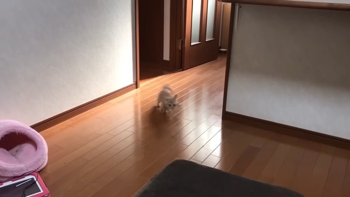 カメラに向かって走る猫