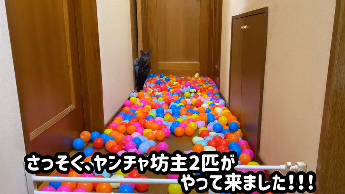 顔を出す猫