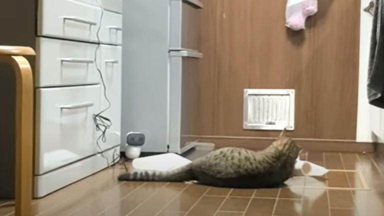 キッチンペーパーで遊ぶ猫