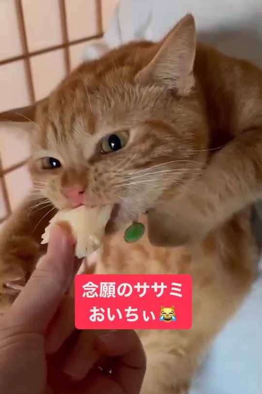 ささみを食べる猫