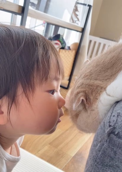猫に顔を近づける子供