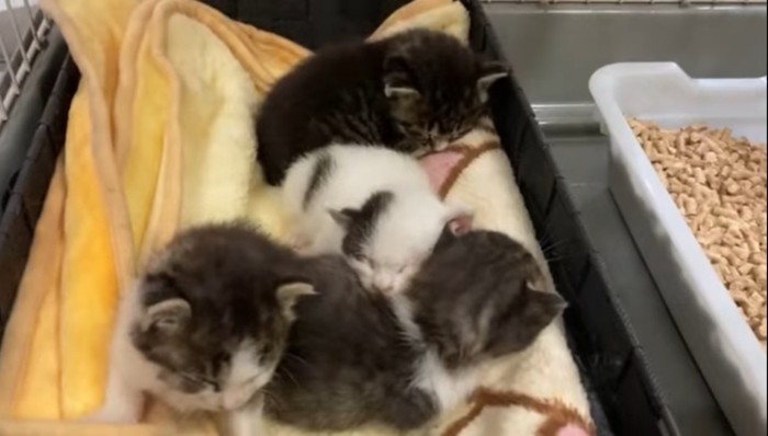 寝ている4匹の子猫