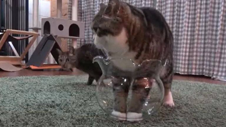 金魚鉢に入ろうとする猫