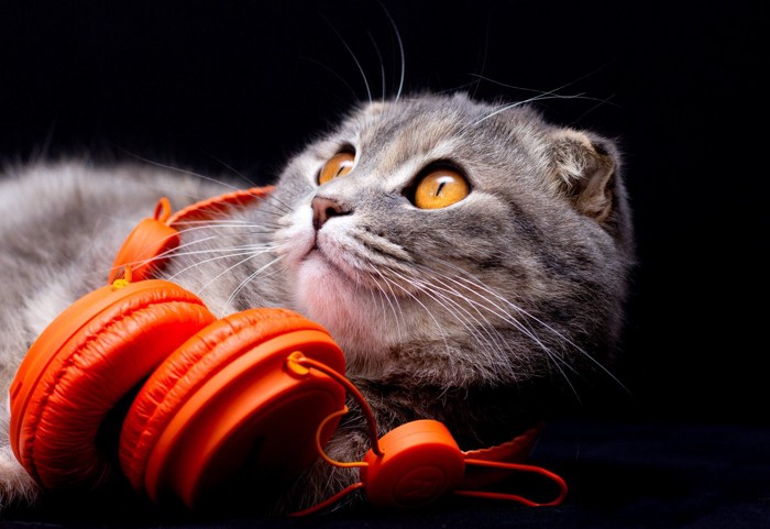 ヘッドフォンを首にかける猫