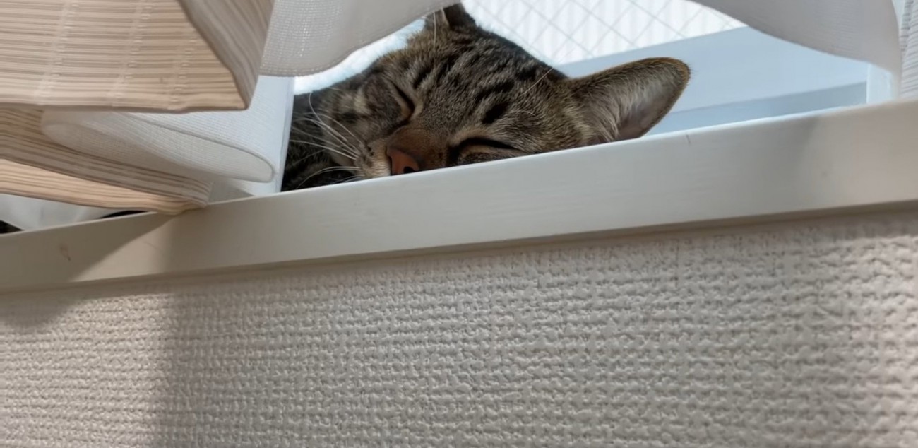 窓際で眠る猫