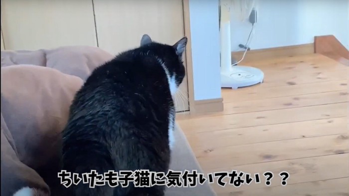 「ちいたも～」と書かれた、黒い猫の後ろ姿