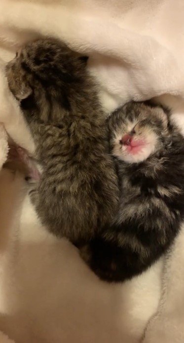毛布の上で寝る2匹の子猫