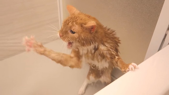 シャワーのお湯に口を開ける猫