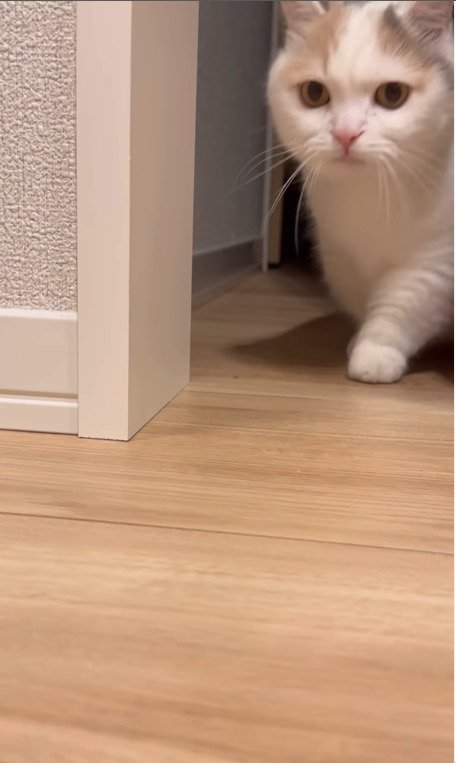ドアが開いてドヤ顔で部屋に入る猫