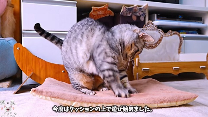 クッションの上で遊ぶ猫