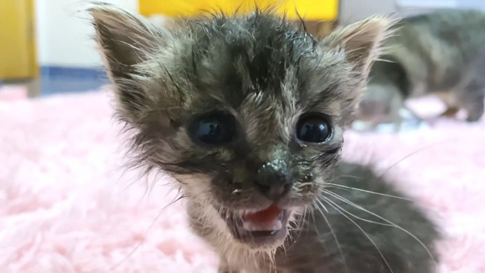 鳴く子猫