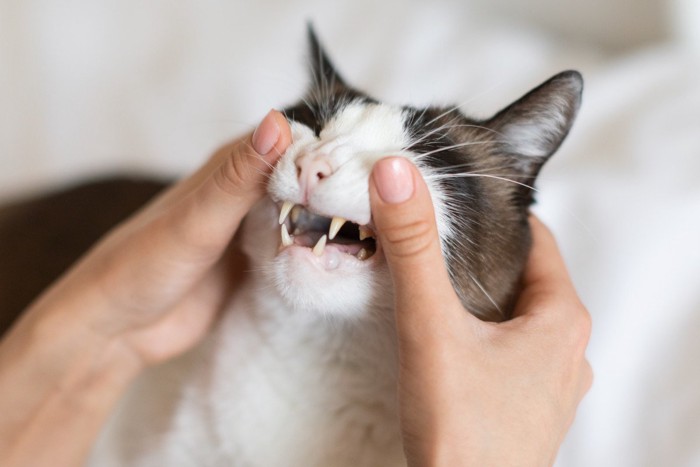 歯の診察を受ける猫