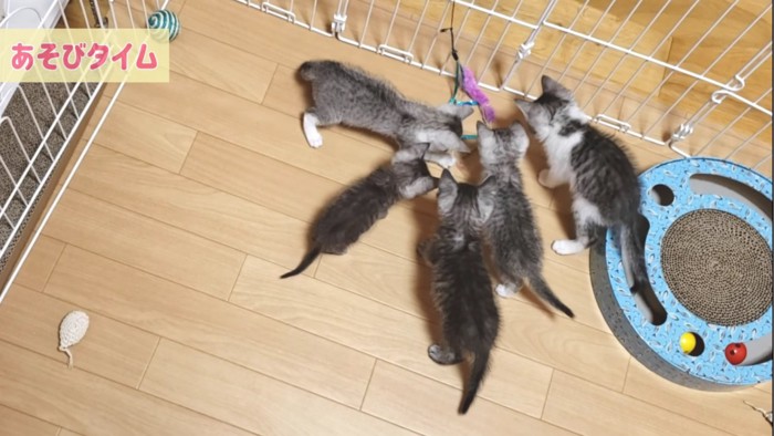 おもちゃに集まる5匹の子猫