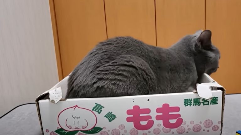 ダンボール箱に座る猫