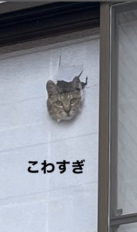 窓から出る怖すぎる猫の顔