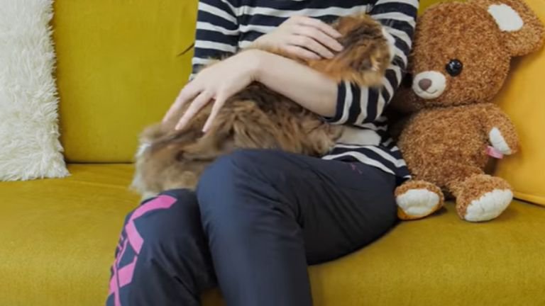 猫を抱っこしている女性