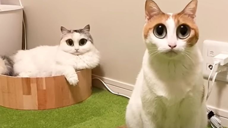 目が大きい猫