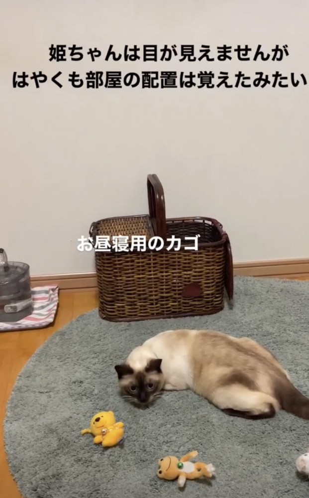 くつろぐ猫