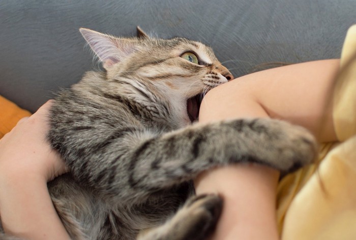 飼い主の肘を噛む猫