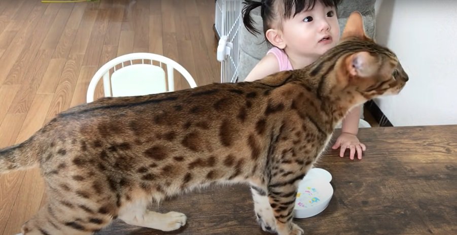 子供と猫