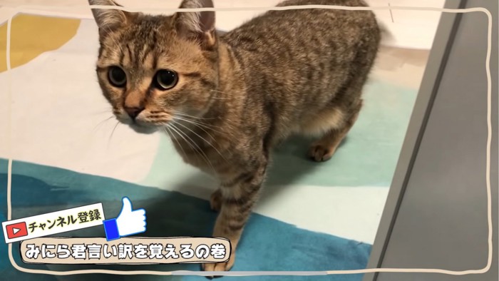 歩く猫