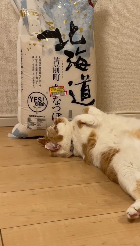 米袋と仰向けになる猫