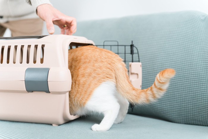ハードタイプのバッグに入る猫
