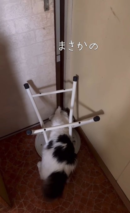 引き戸を開ける猫