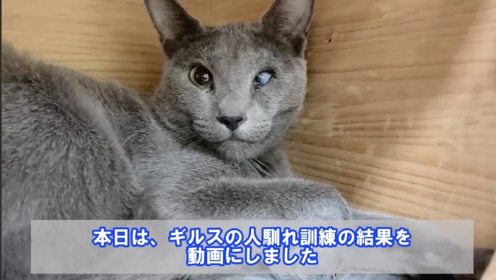 左目の視力が喪失された猫