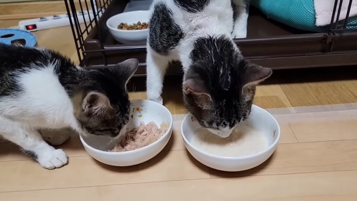ごはんを食べる2匹の猫