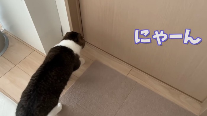 ドアの前に立つ猫