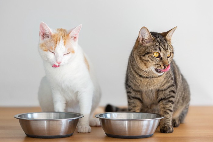 食器の前に座る2匹の猫