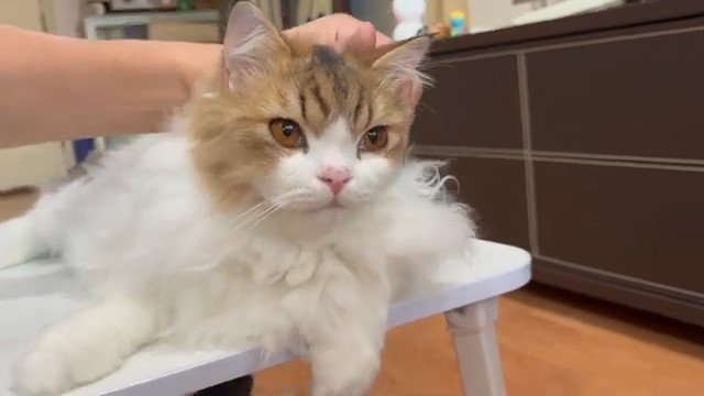 テーブルの上で正面を見る猫