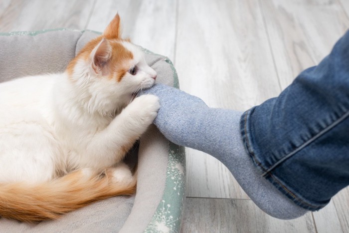 足に噛みつく猫