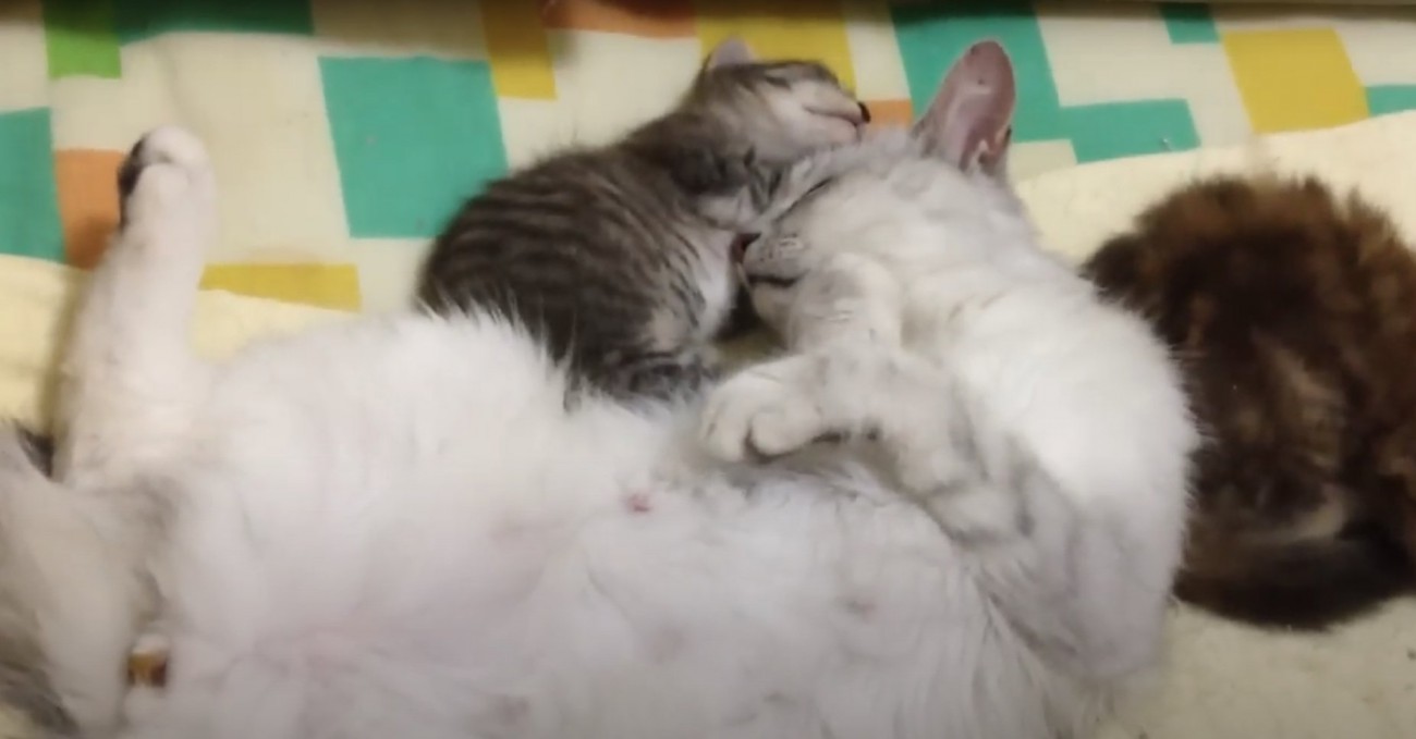 へそ天をして寝ている白い母猫と寄り添って寝る子猫2匹
