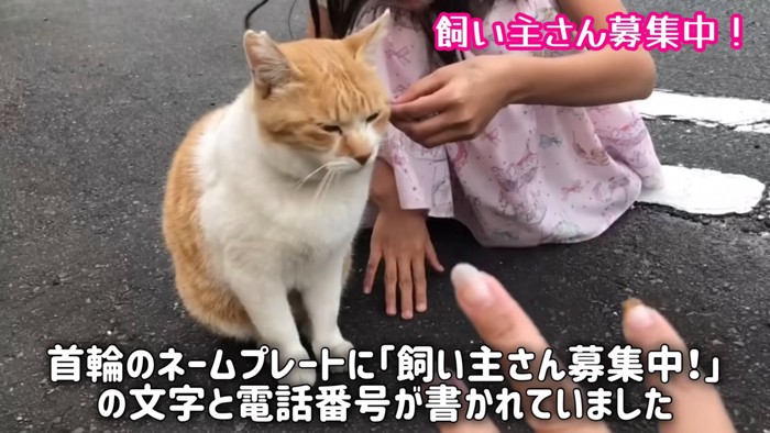 外で座る猫